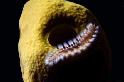 Bearded fireworm on yellow sponge.  by Carlo Greco 